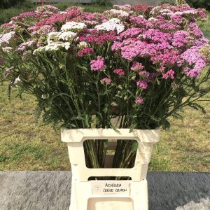 Achillea in fust