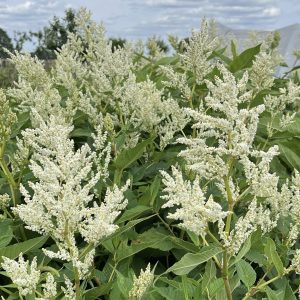 Persicaria BIO