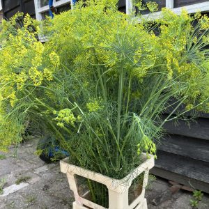 Dille (Anethum graveolens) BIO