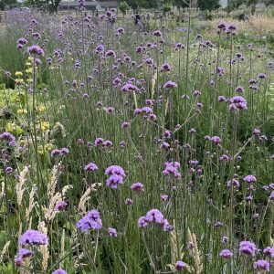 Verbena BIO