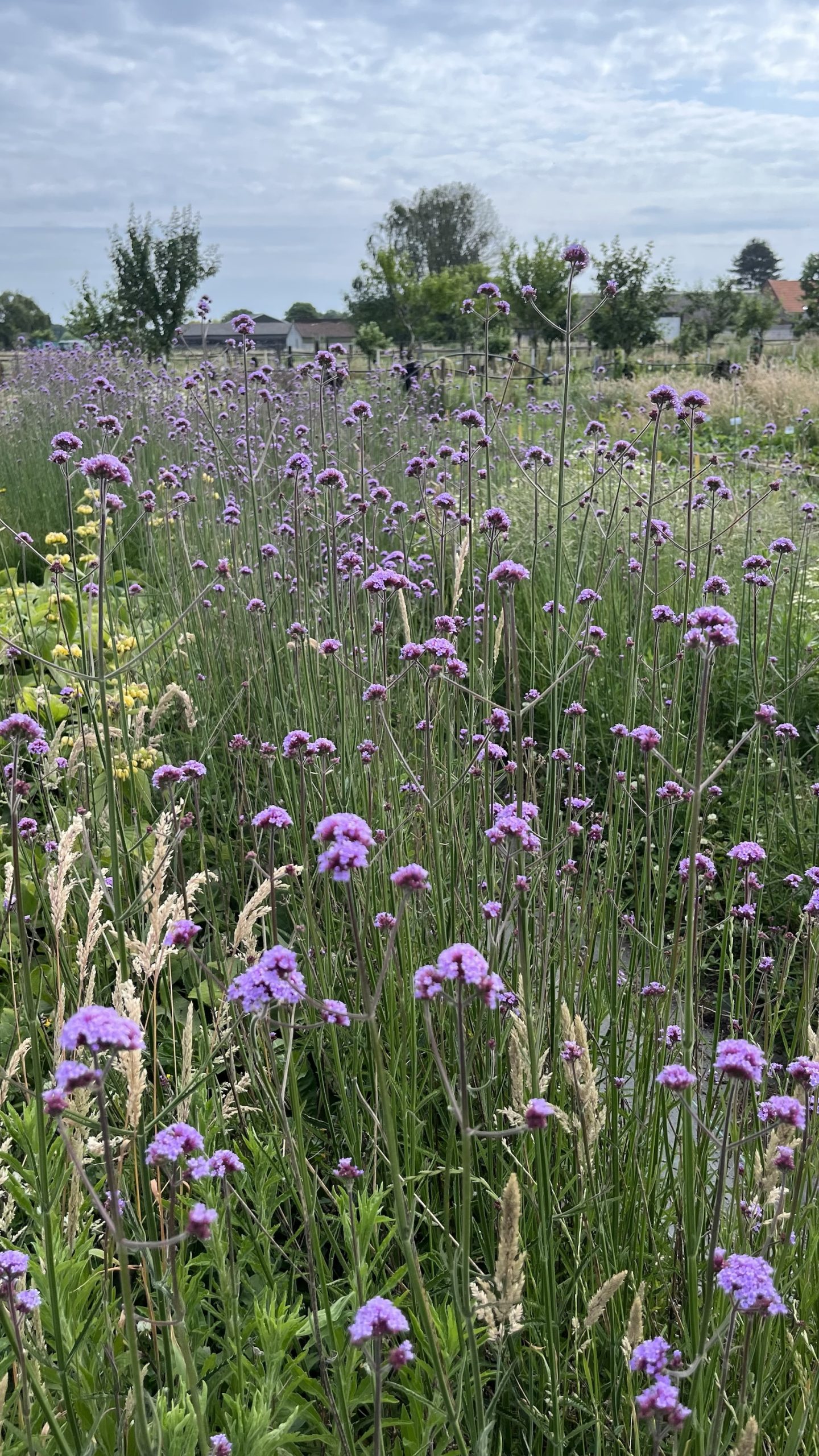 Verbena BIO