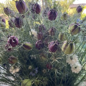 Nigella zaaddozen BIO