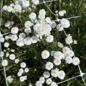 Achillea ptarmica BIO