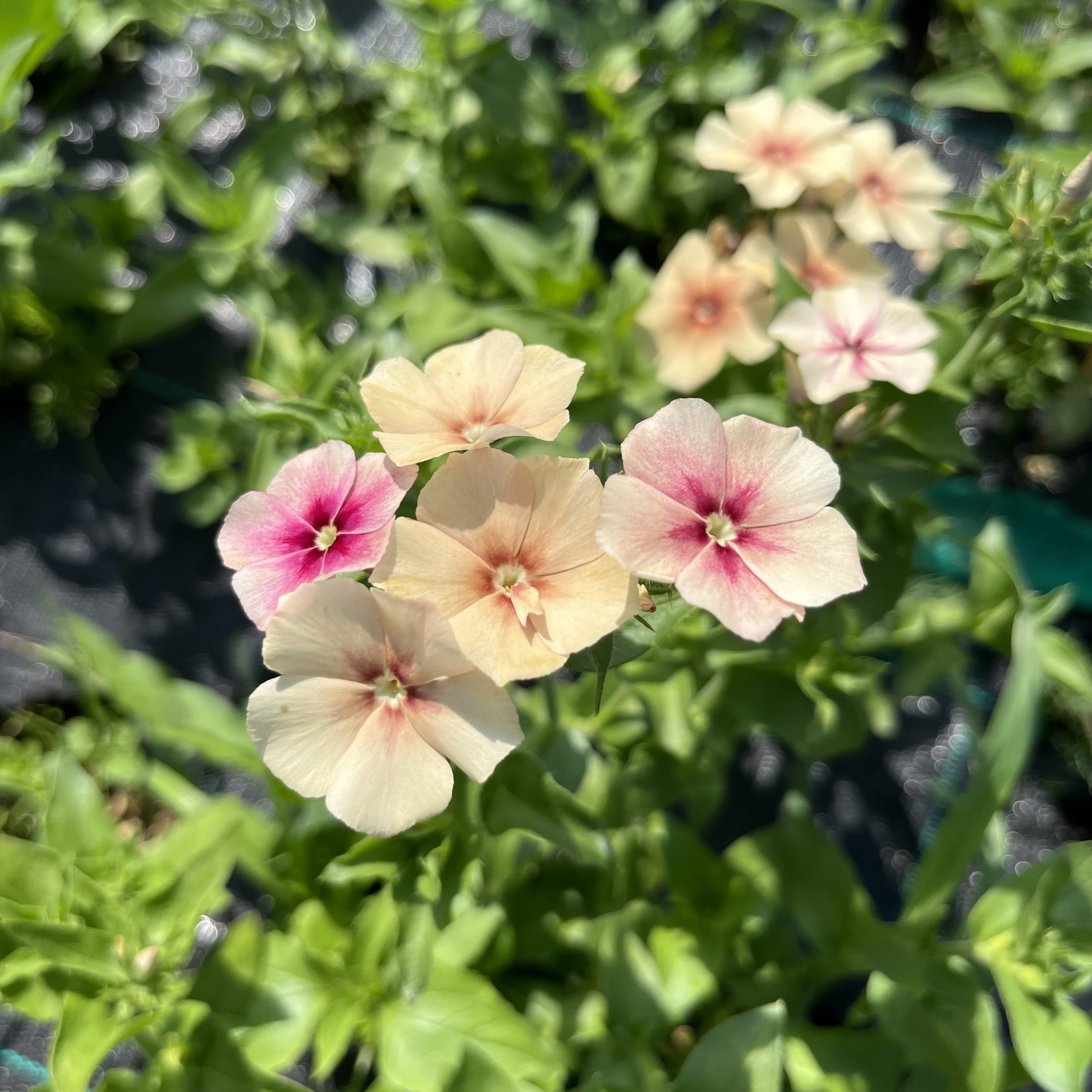 Phlox Crème Brullee BIO
