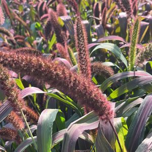 Setaria Red Jewel BIO