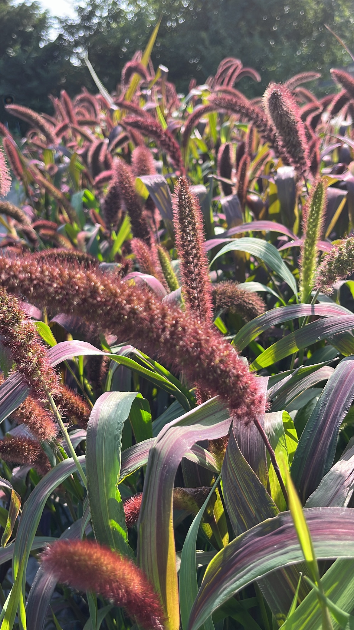 Setaria Red Jewel BIO