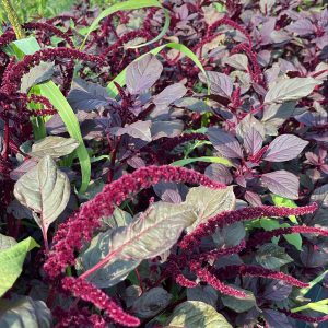 Amarant donkerrood BIO