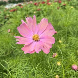 Cosmos mix BIO