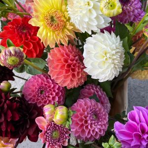 Dahlia gemengd BIO