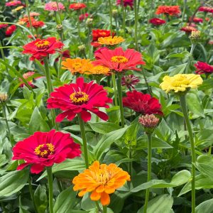 Zinnia XL BIO