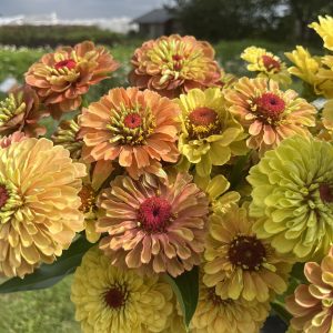 Zinnia Queen Lime BIO